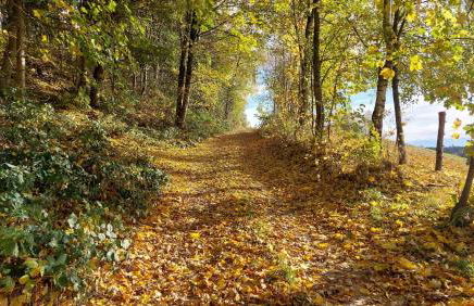 Helle, lichtdurchflutete Ferienwohnung im Herzen des Bayerischen Waldes, Nationalparknähe - Foto 27