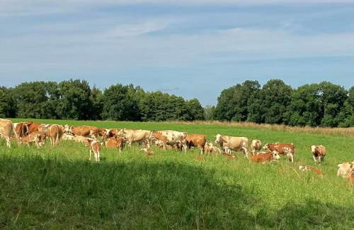 Ferienwohnungen Meyerhoff Temmen - Photo 12