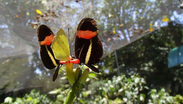 Borboletas nos bosques de la Universidade da Costa Rica