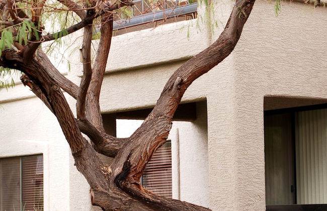 Raintree at Phoenix South Mountain Preserve - Foto 55