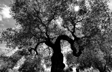 Villa Incanto Pina - Torre Canne - Foto 26