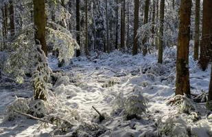 Ferienwohnungen Brack in Gaggenau - Foto 33