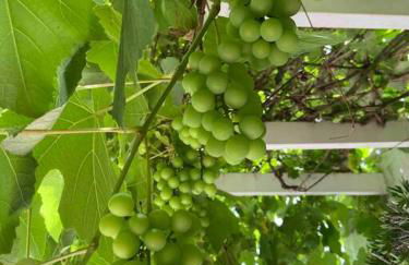 Casa em São Roque Roteiro do Vinho - Foto 10