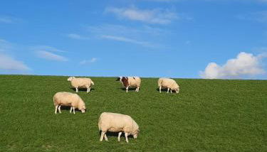 Ferienwohnung Hansens - Foto 3