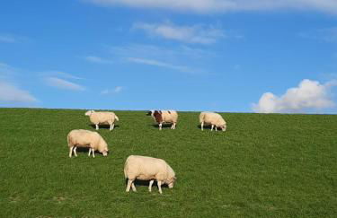 Ferienwohnung Hansens - Foto 3