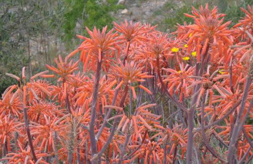 Apartamento Tramuntana - Foto 18