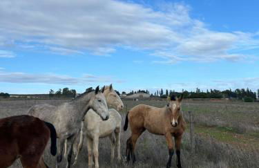 Herdade do Serra - Foto 33