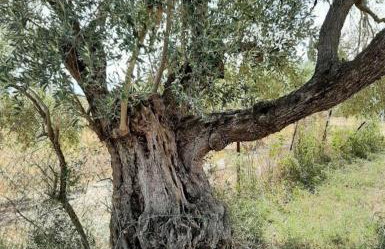 Villa Laguna -house by the beach - Foto 45