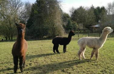 A spacious rural apartment with alpacas to enjoys - Foto 8