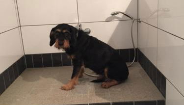 Artgerecht Ferienhäuser - Foto 3, Shower