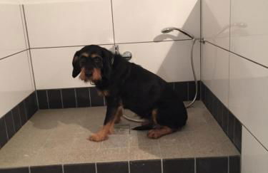 Artgerecht Ferienhäuser - Foto 3