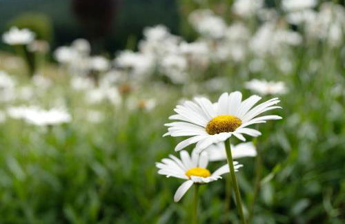 Haus Haag Enzklösterle - Foto 9