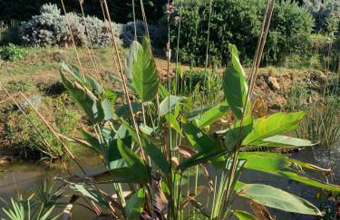 DOMAINE D'ELUSA - Photo 25