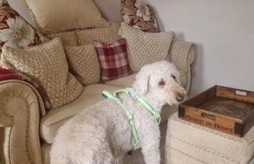 Cottage On The Common - Foto 27