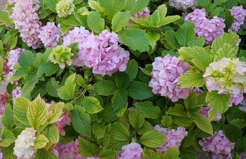 Casa Leona - Foto 70