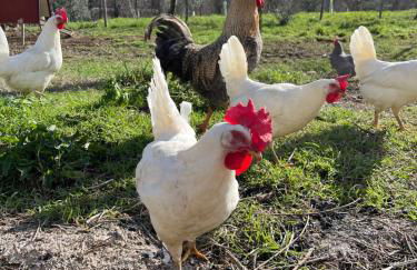 Agriturismo Ca' Belluccio - Foto 9