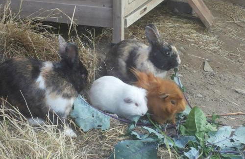 Ferienwohnungen Niederhof - Photo 38