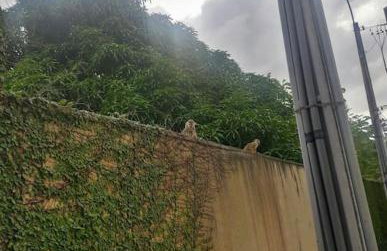 Lar Botticelli 2Quartos wifi piscina ArCond - Photo 23