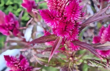 Biały domek nad stawem - Foto 51