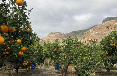 Casa Camino Tamadaba II (bottom home) - Foto 44