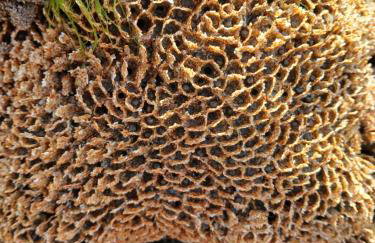 Hazel Cottage, Frithelstock - Foto 27