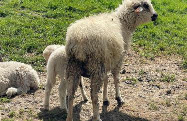 Apartament Franio - Photo 48