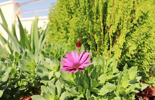 Villa Ivana - Foto 65