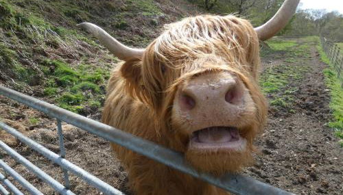 Abergwynant Farm Glamping & Apartments - Foto 3