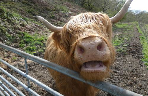 Abergwynant Farm Glamping & Apartments - Foto 3