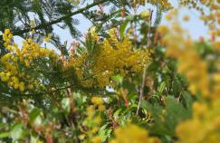 Studio indépendant à la Villa Garlaban 3 étoiles - Foto 22