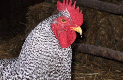 Lovely Barn Rental with Activities near Shenandoah National Park, Virginia - Foto 28