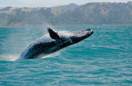 Aloha Breeze by Avantstay Ocean View, Near Beach - Foto 117