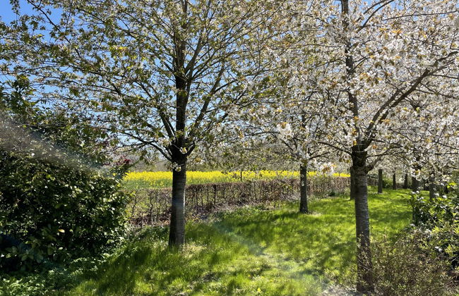 2 bedroom Apartment in Splietsdorf with garden and terrace - Photo 16