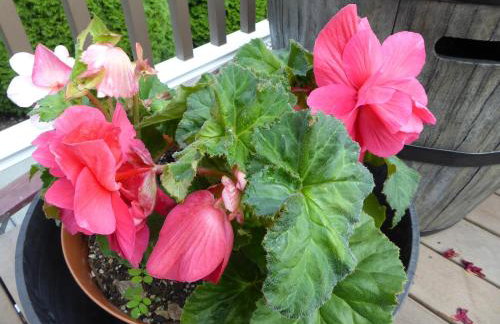 Sweet tiny house - Foto 18