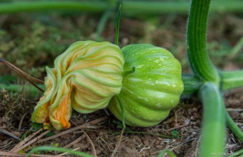 Piccolo Eden - Photo 16