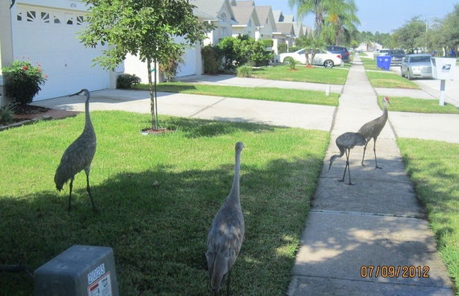 Ov1755 - Eagle Pointe - 3 Bed 2 Baths Villa - Foto 21