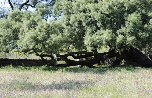 Casa Rural El Tejar - Foto 51