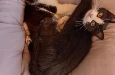 Ferienhof im grünen Herzen - Foto 14