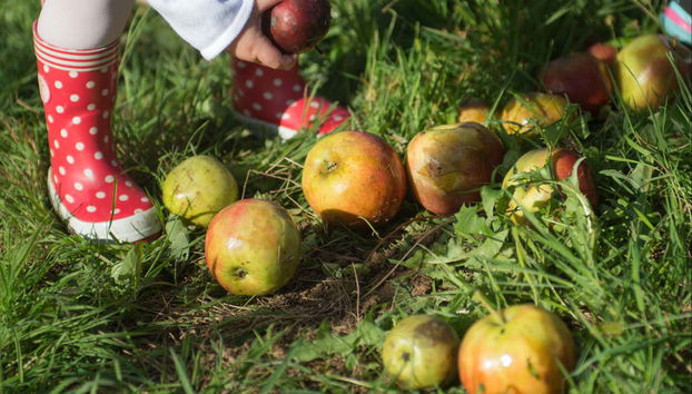 Selecionando maçãs para a sidra