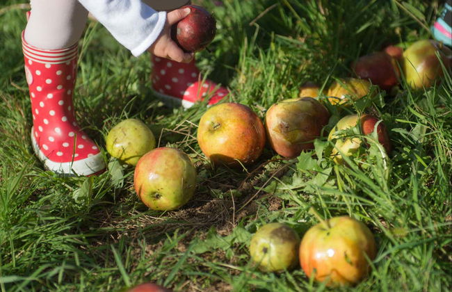 Basque Farmhouse + Cider House Tour - Foto 3