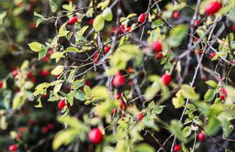 Talblick 5, mit Sauna und wunderschönen Panoramablick NEU - Foto 54