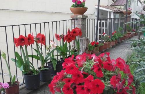 Le Mimose - Photo 49