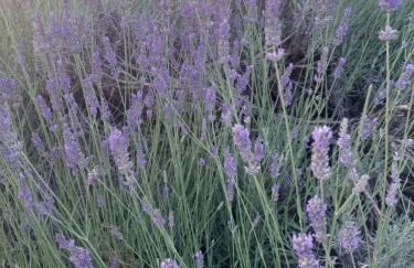 Sun and Stone Cottage - Foto 5