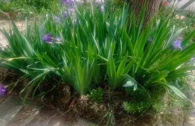 Finca Rústica La Pájara - Foto 18