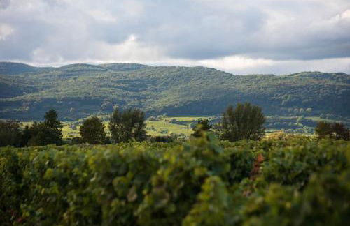 Unter den Reben - Foto 23