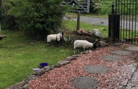 Whiteley's Cottages - Foto 11