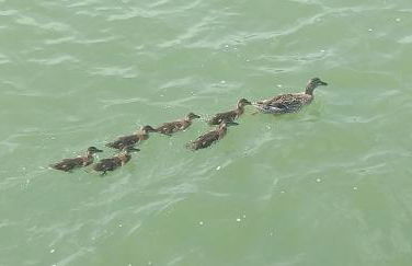 Le Rondini - Photo 36