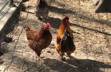 Les Cabanes de Warincthun - Foto 18