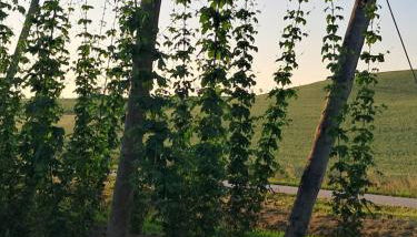 Holledauer Hopfakammerl - Foto 3