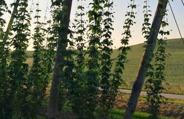 Holledauer Hopfakammerl - Foto 3